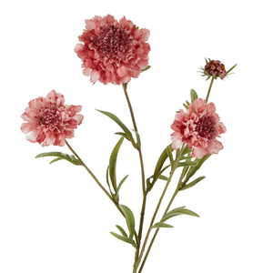 Scabiosa Spray Stem 80cm White